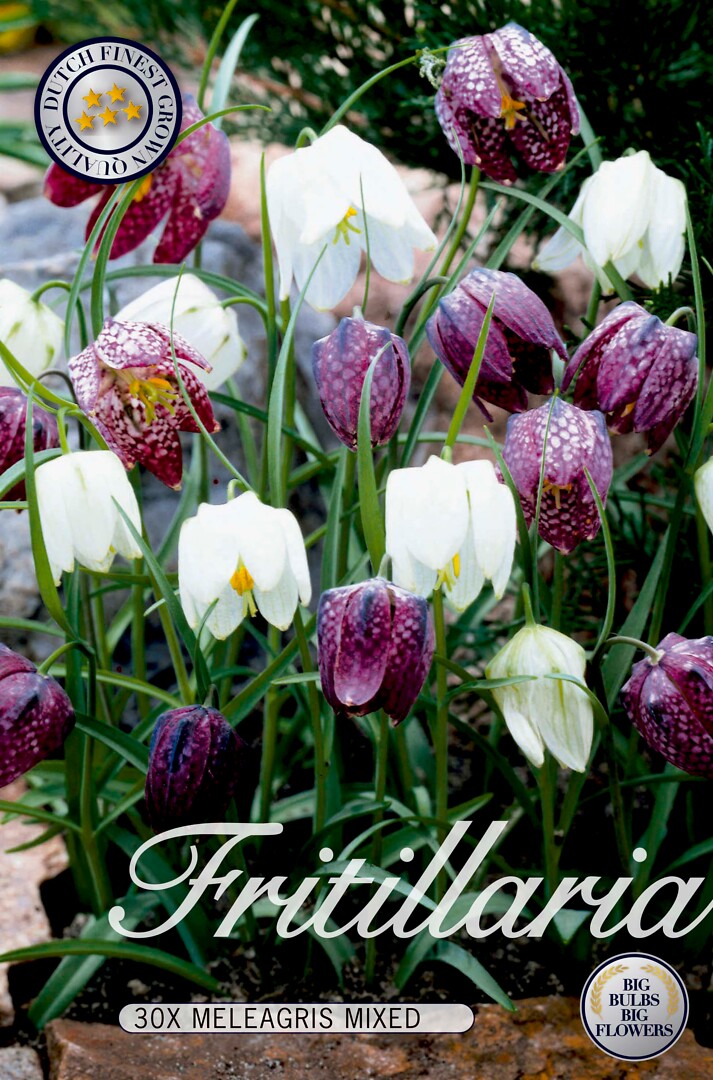 Fritillaria  Meleagris Mixed