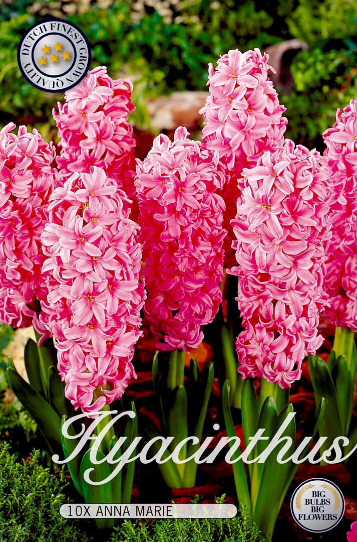 Hyacinthus Anna Marie