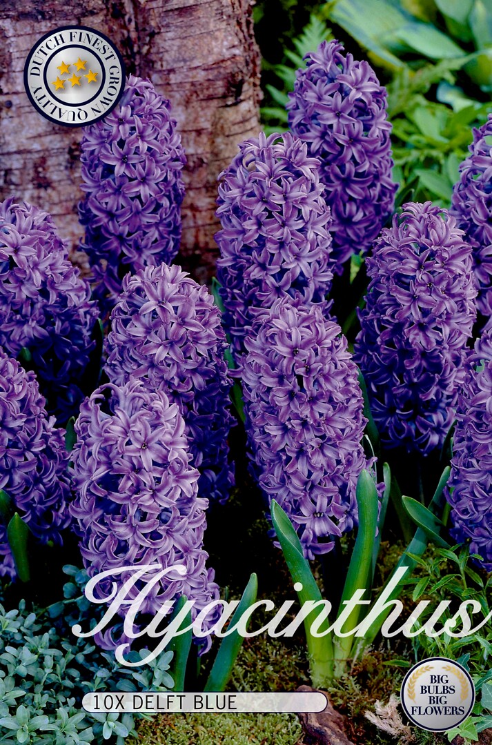 Hyacinthus  Delft Blue
