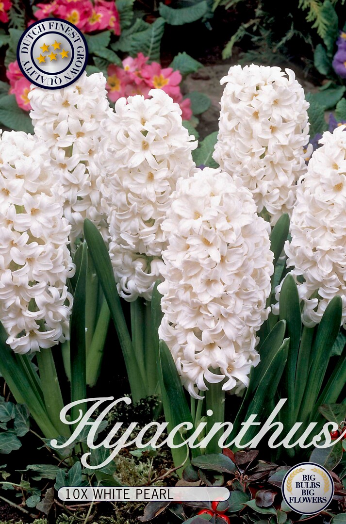 Hyacinthus  White Pearl