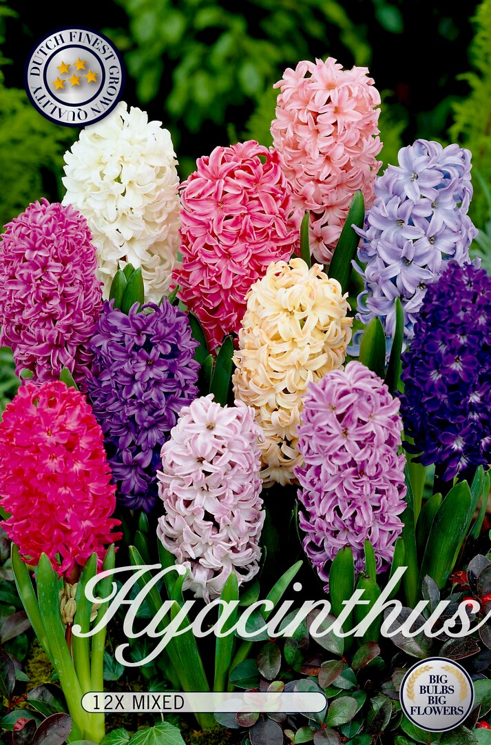 Hyacinthus Orientalis Mixed