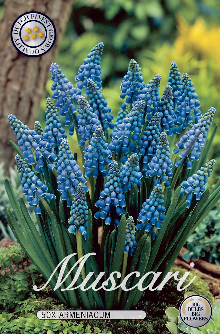 Muscari armeniacum