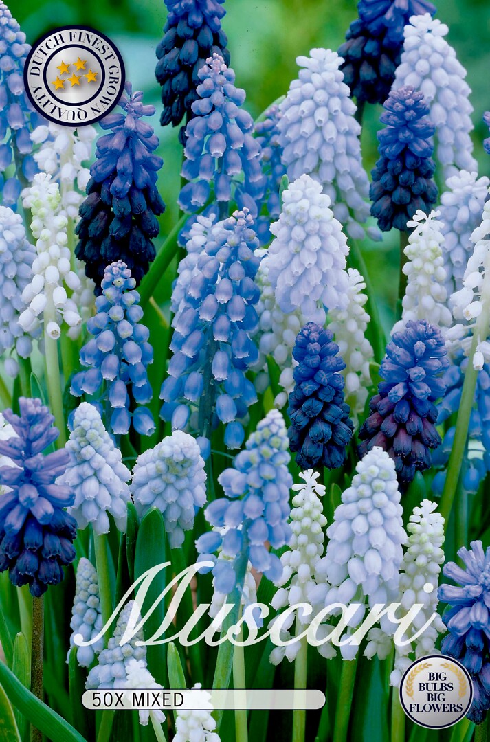 Muscari  mixed