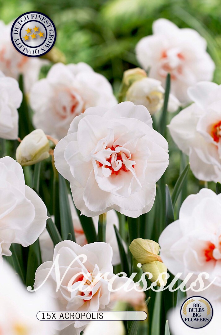 Narcissus  Acropolis