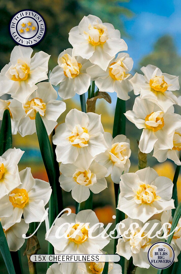 Narcissus  Cheerfulness