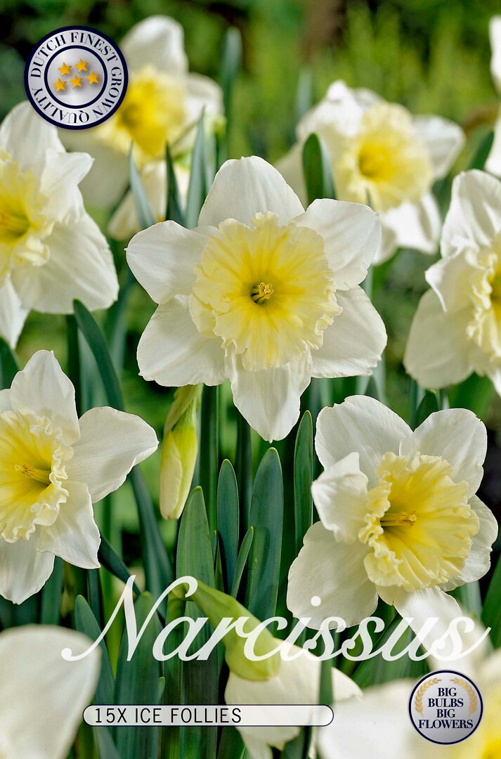 Narcissus  Ice Follies