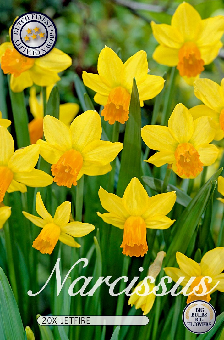 Narcissus  Jetfire
