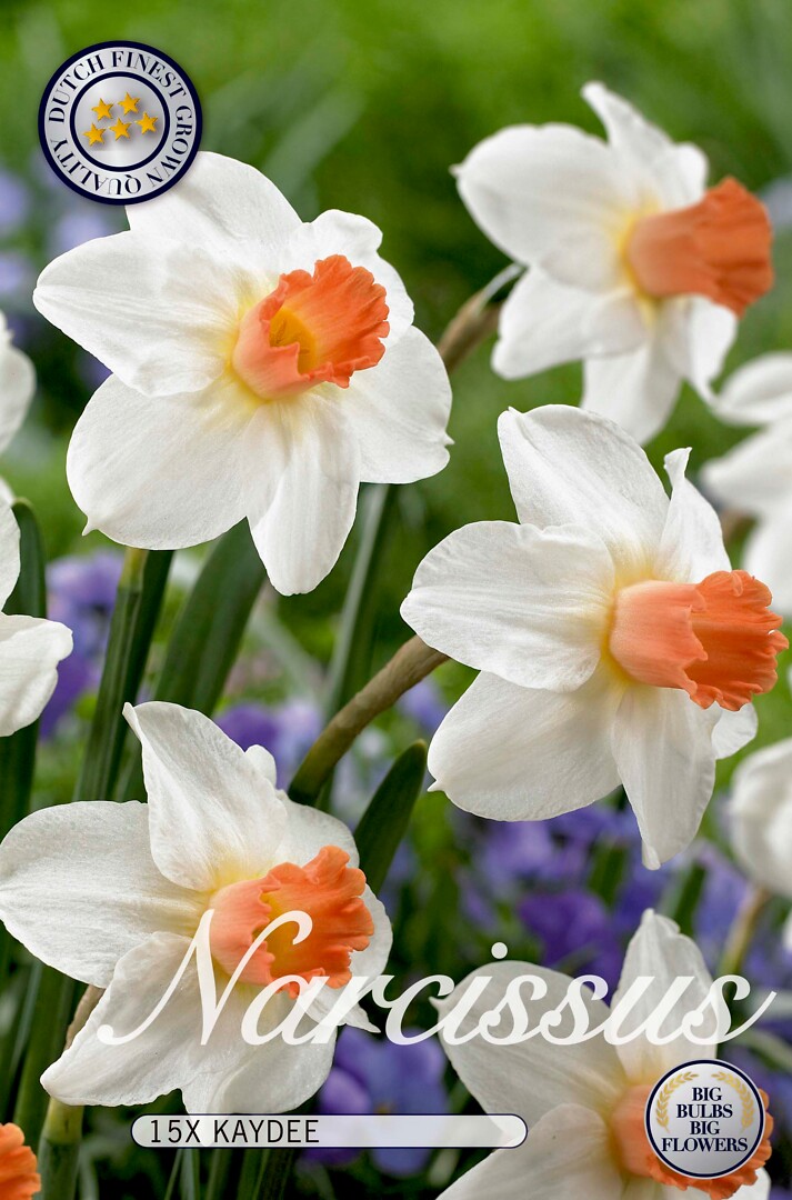 Narcissus  Kaydee