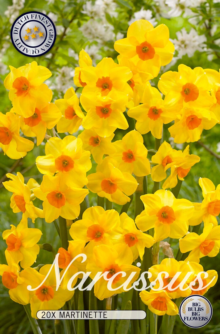 Narcissus  Martinette