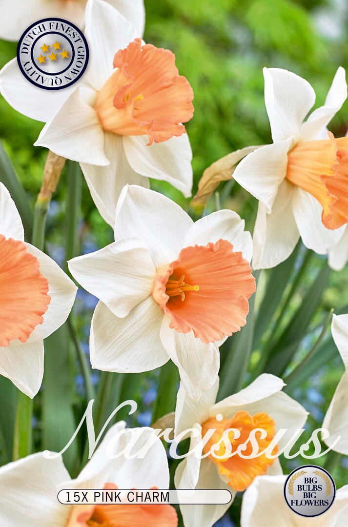 Narcissus  Pink Charm