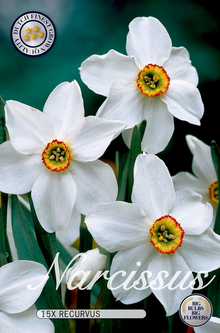 Narcissus Recurvus