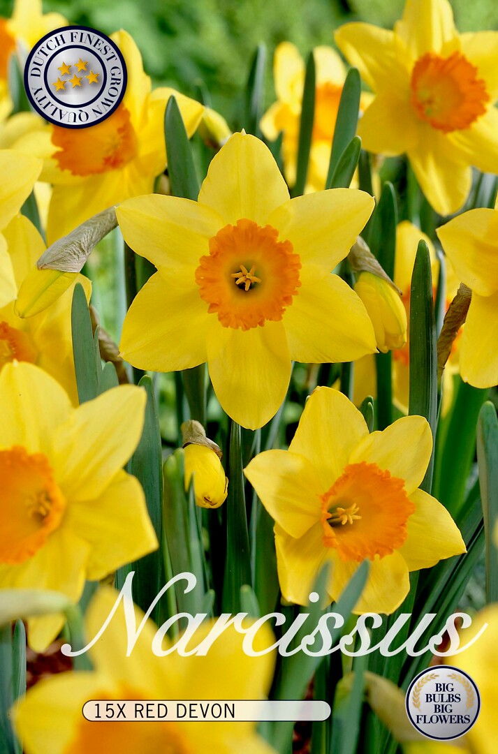 Narcissus  Red Devon