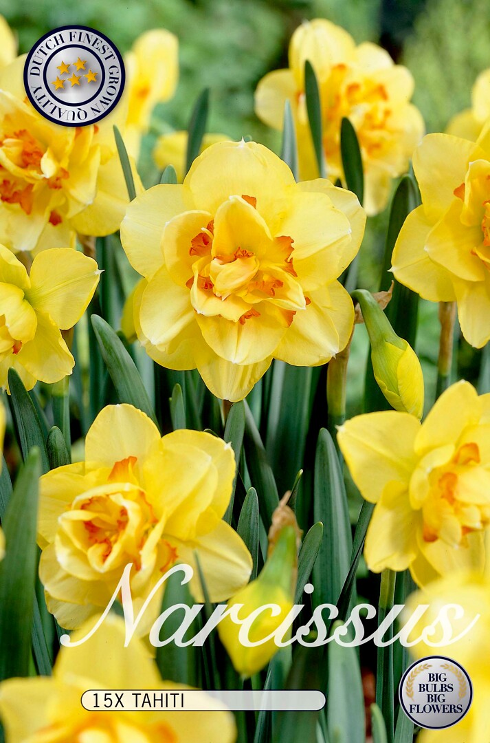 Narcissus Tahiti