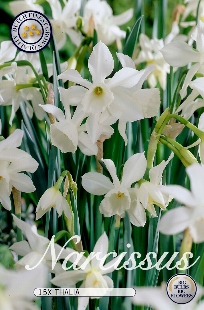 Narcissus  Thalia