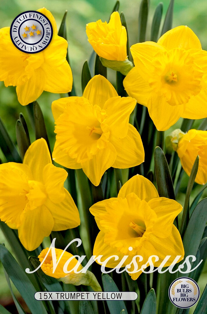 Narcissus  Dutchmaster