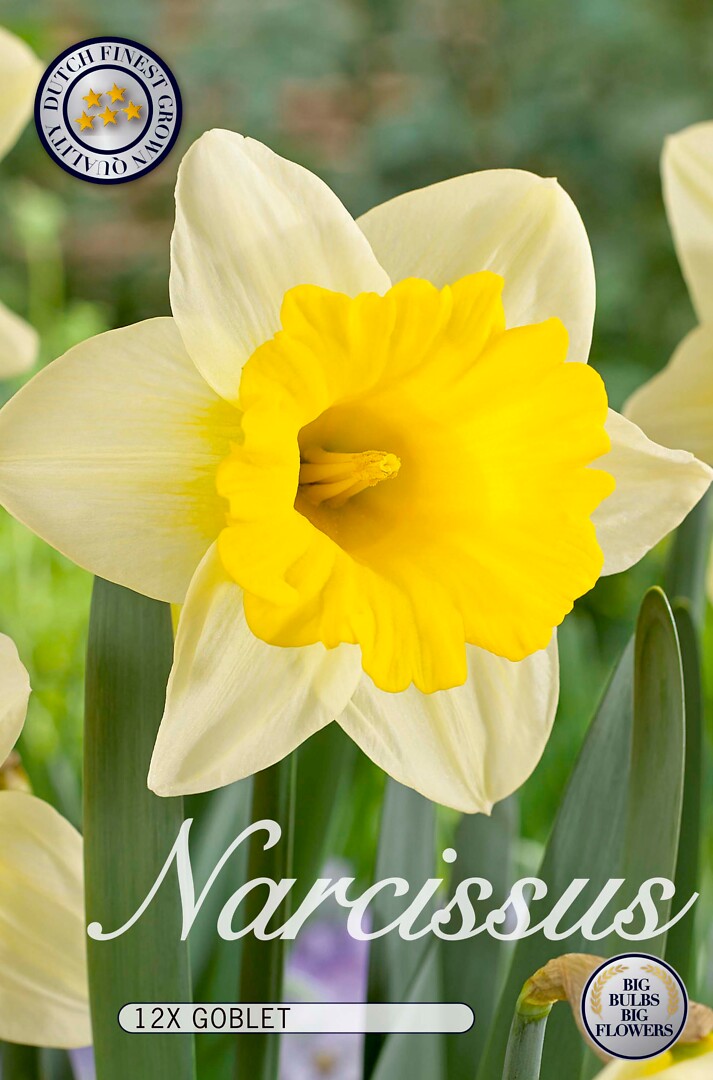 Narcissus Goblet