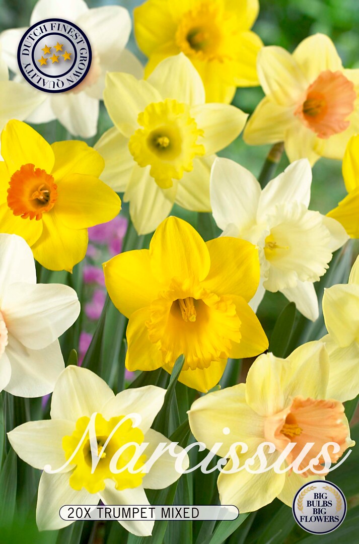 Narcissus  Mixed