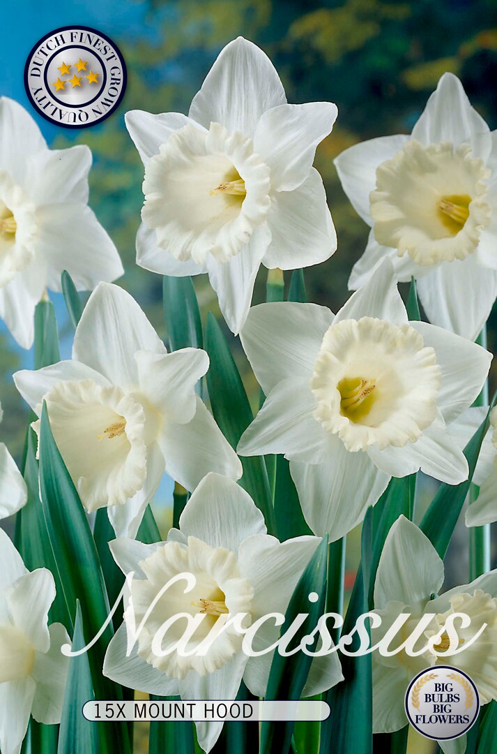 Narcissus Mount Hood