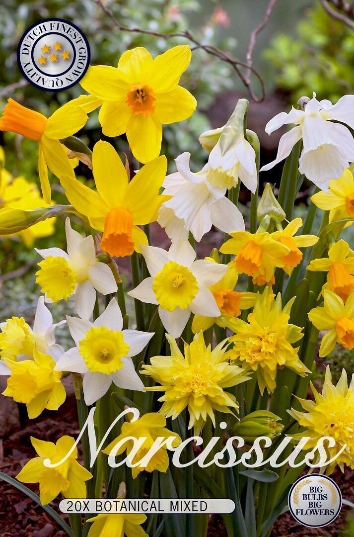 Narcissus  Botanical Mixed