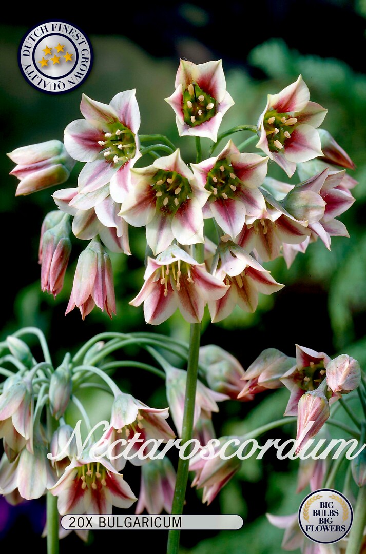 Nectaroscordum  Bulgaricum