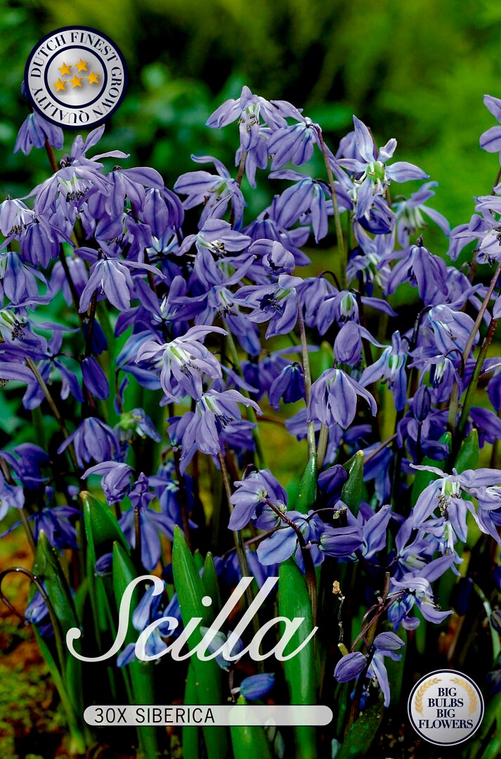 Scilla siberica