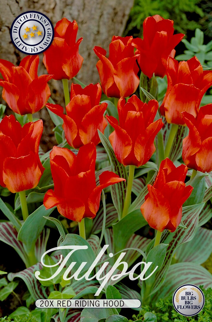 Tulipa Red Riding Hood