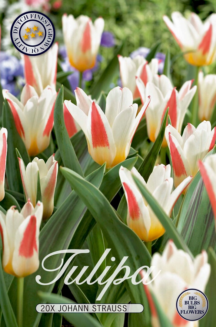 Tulipa Johan Strauss