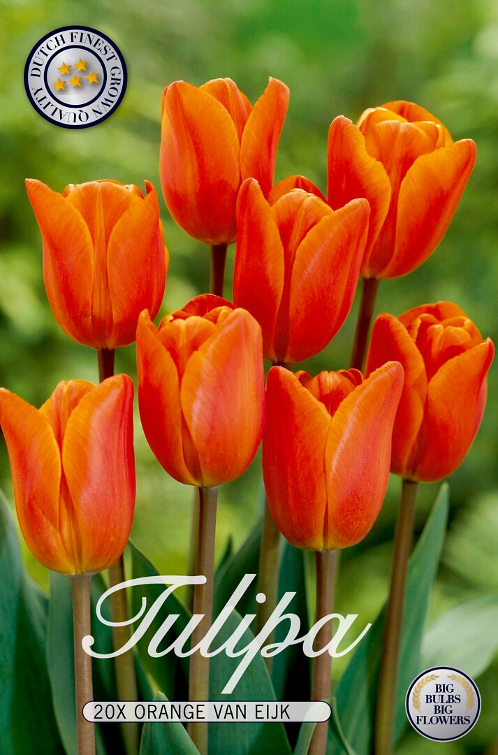 Tulipa Orange Van Eijk