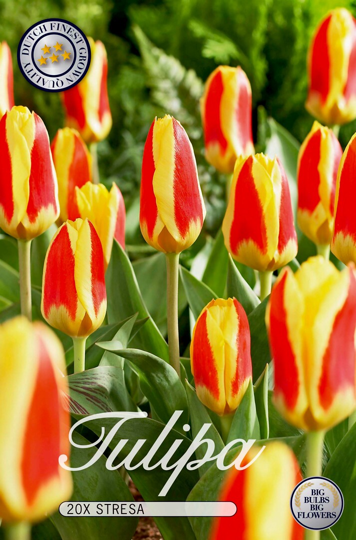 Tulipa Stresa
