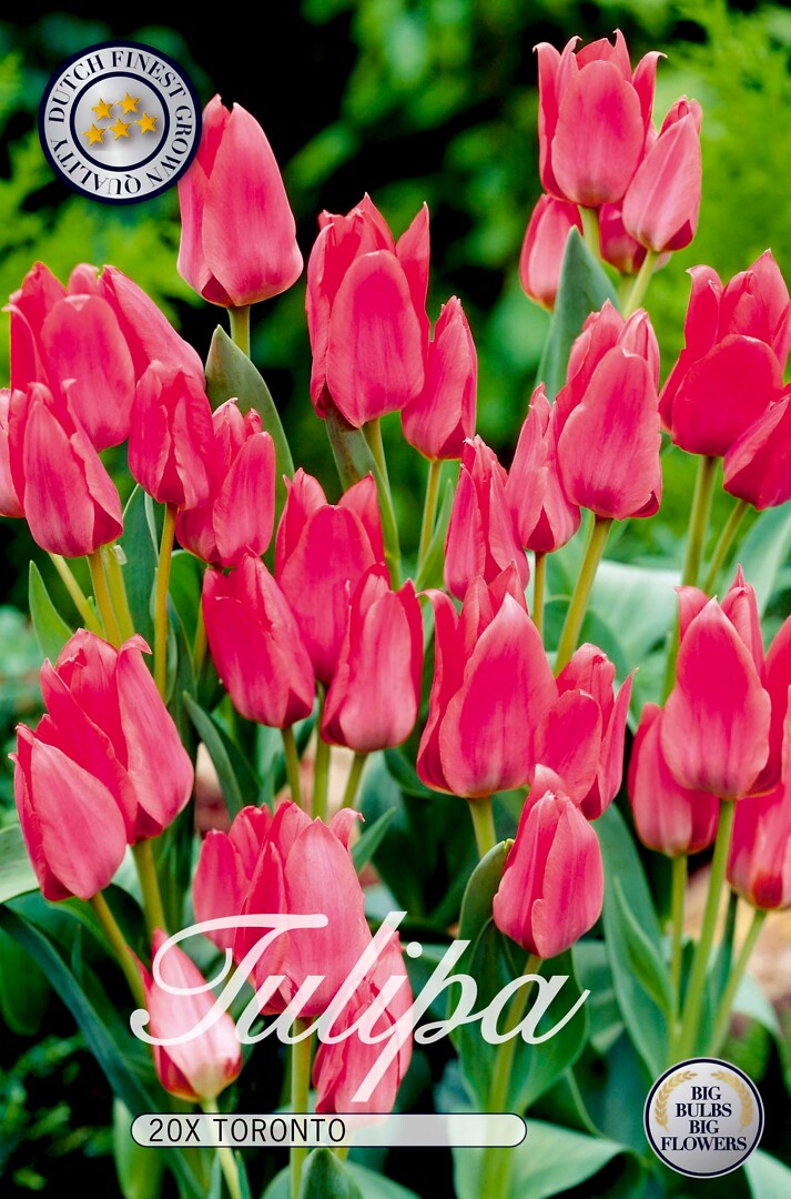 Tulipa Toronto