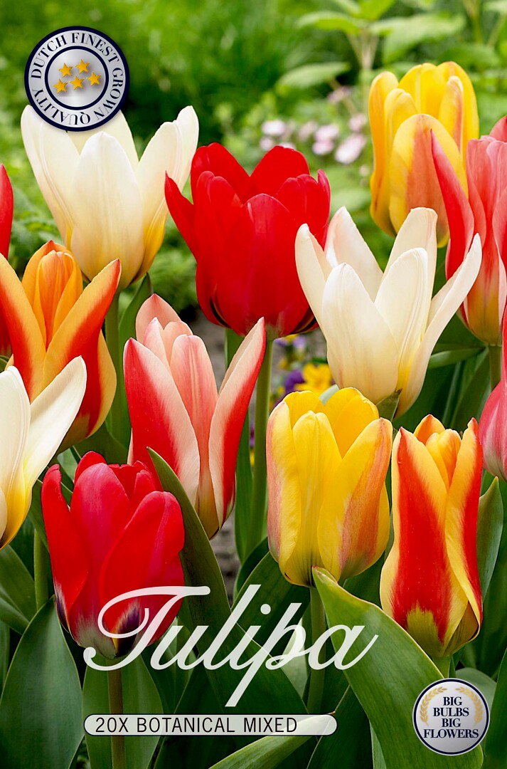 Tulipa Kaufmannia Mixed