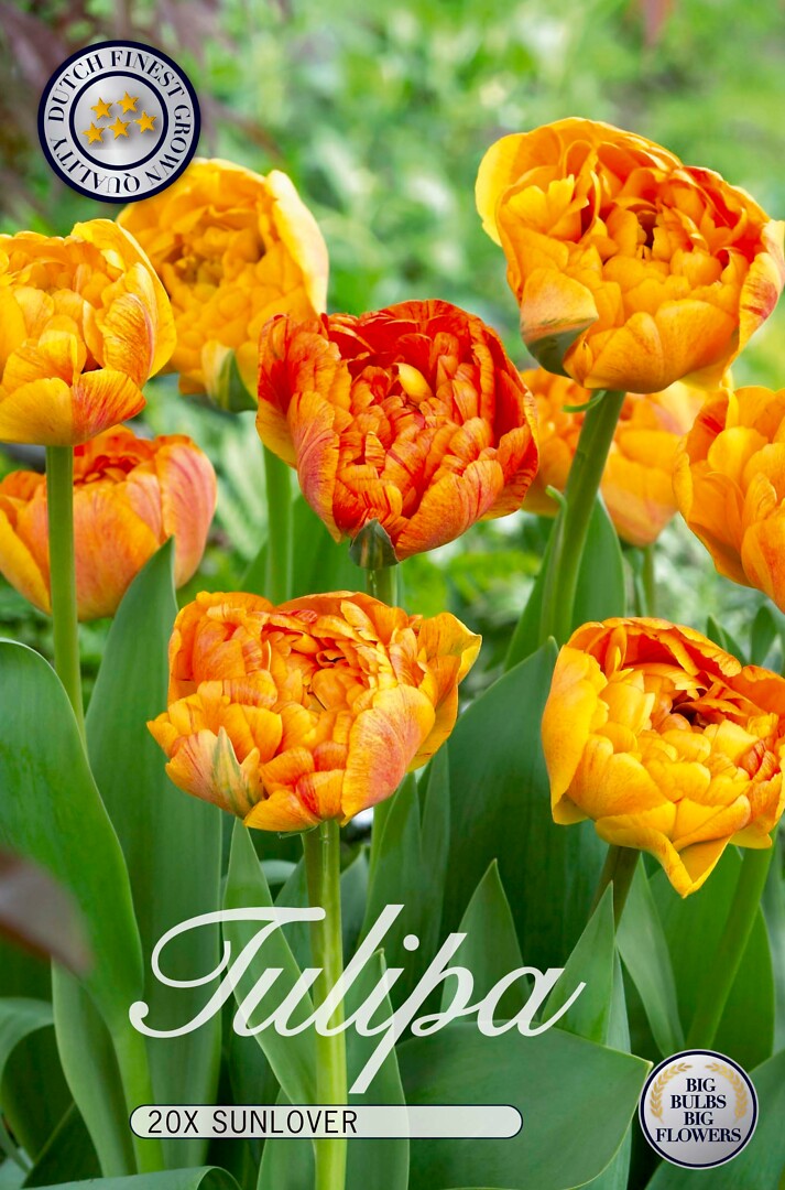 Tulipa Sunlover