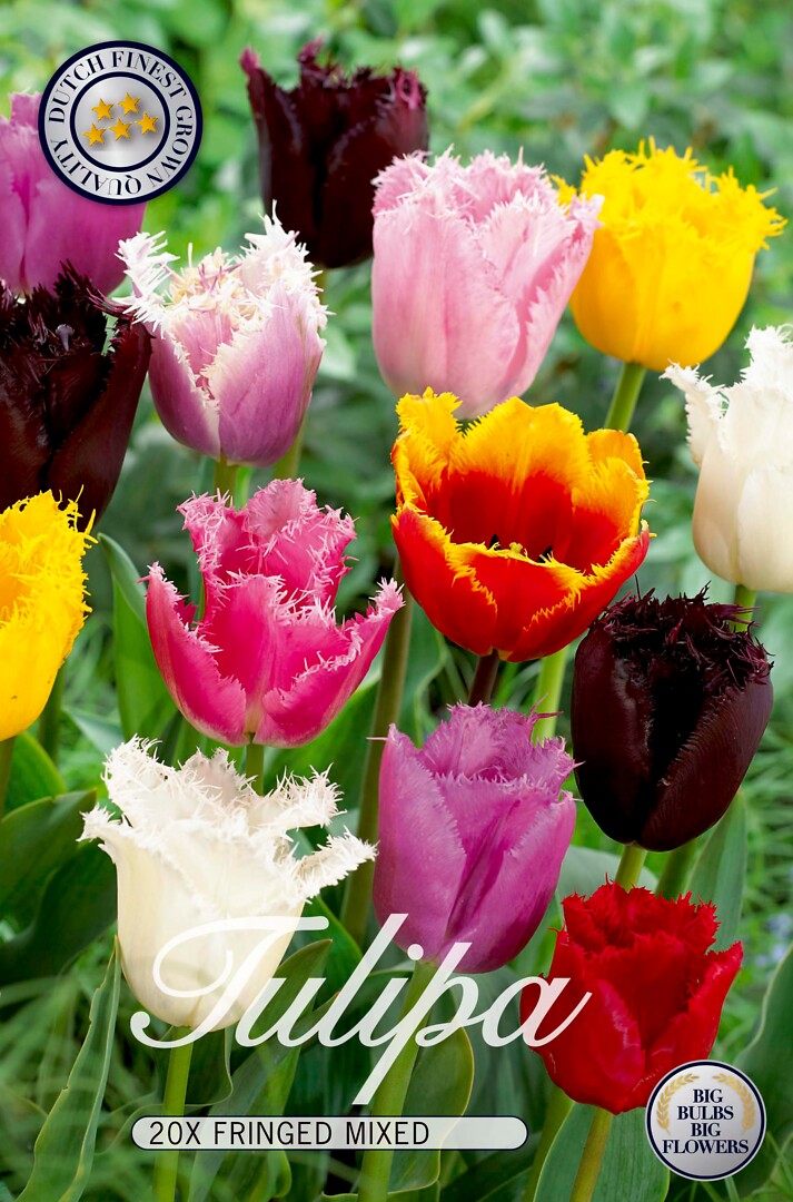 Tulipa Fringed Mix