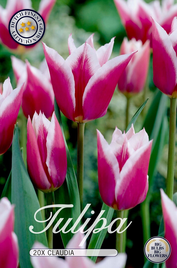 Tulipa Claudia