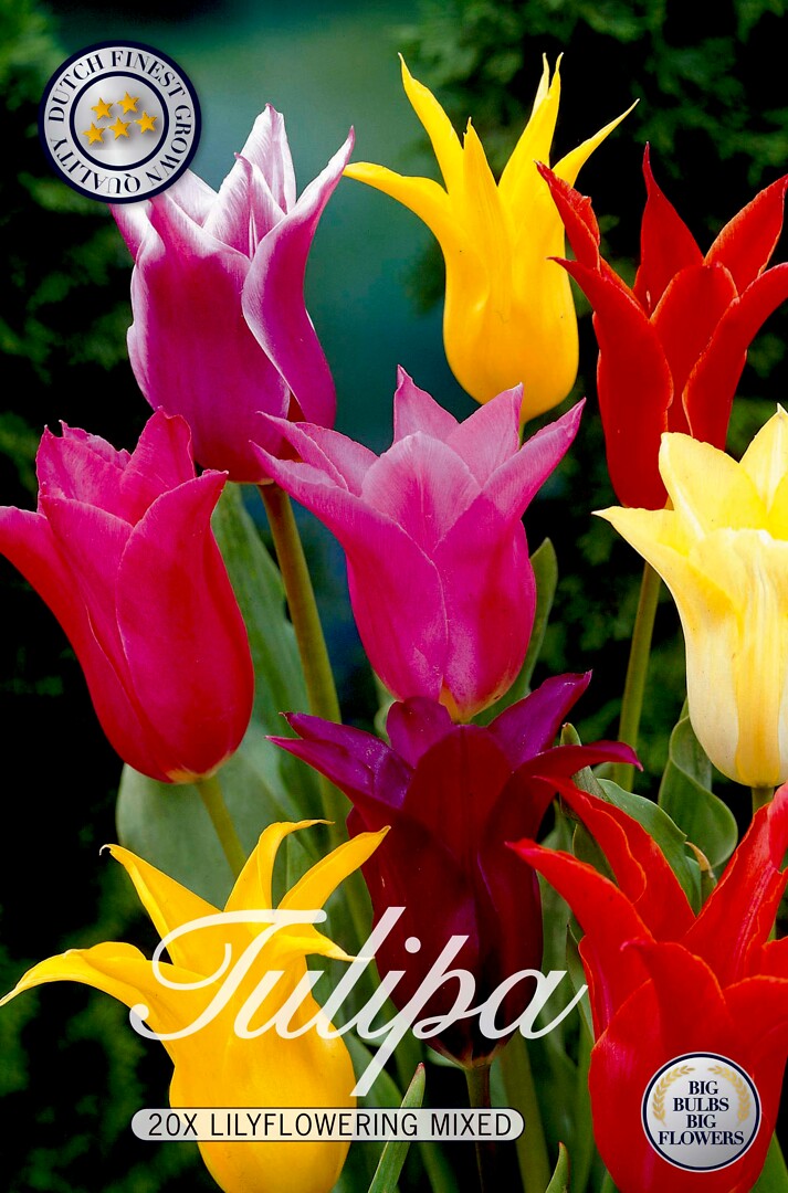 Tulipa  Lilyflowering Mixed