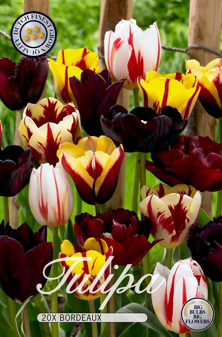 Tulipa Bordeaux