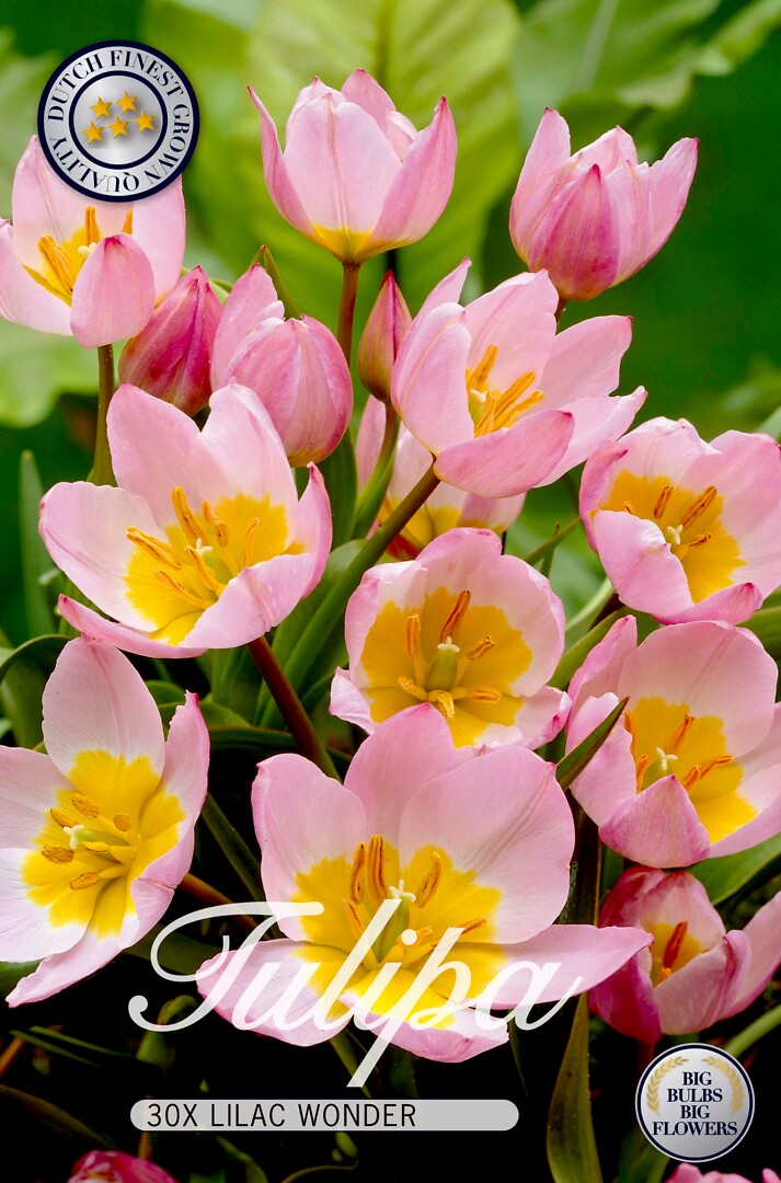 Tulipa Lilac Wonder