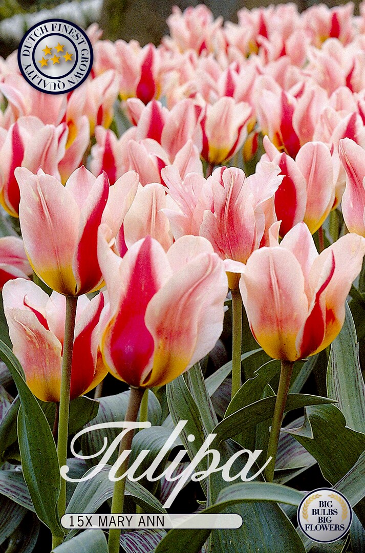 Tulipa Mary Ann