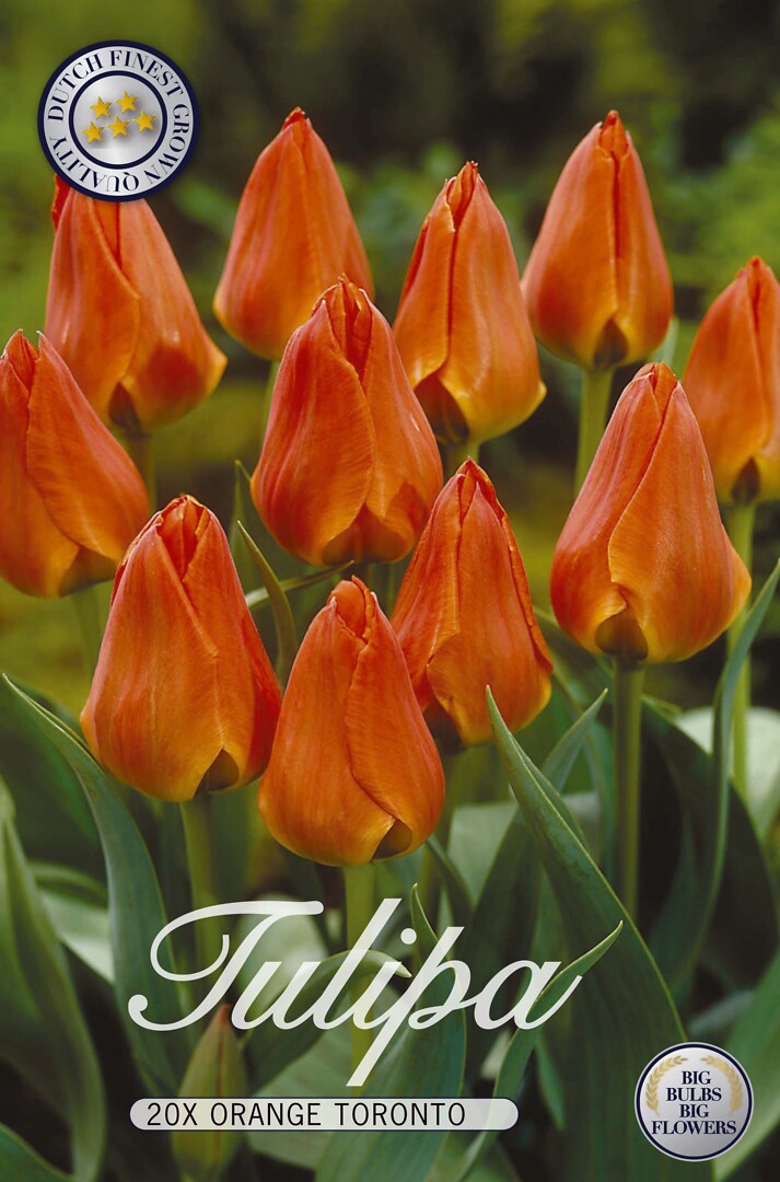 Tulipa Orange Toronto