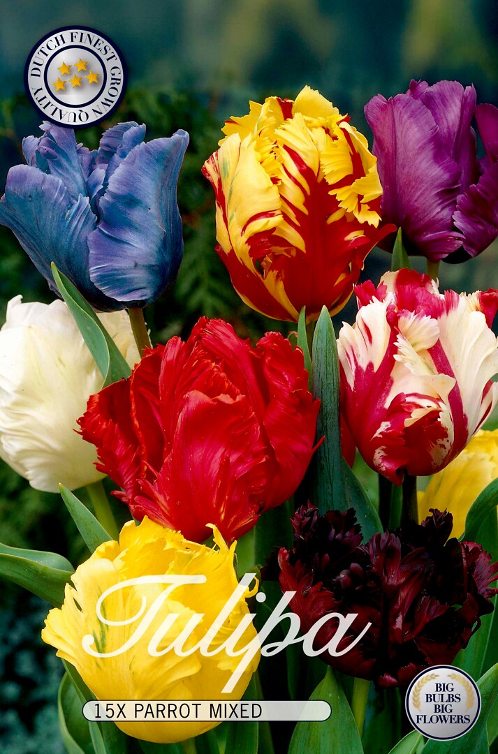 Tulipa Parrot Mixed
