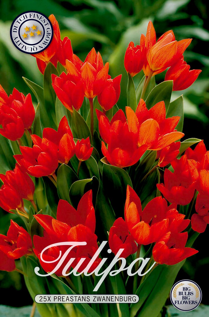 Tulipa Praestans Zwanenburg
