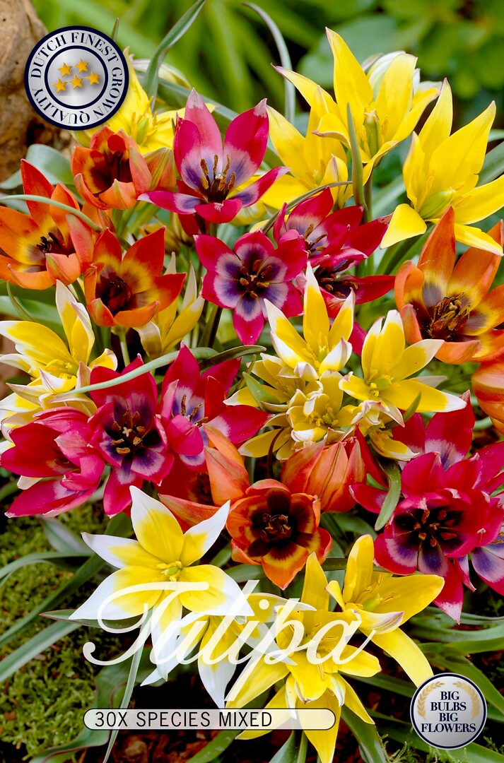 Tulipa Specie Mixed