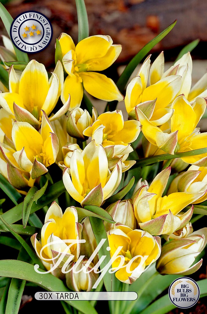 Tulipa Tarda