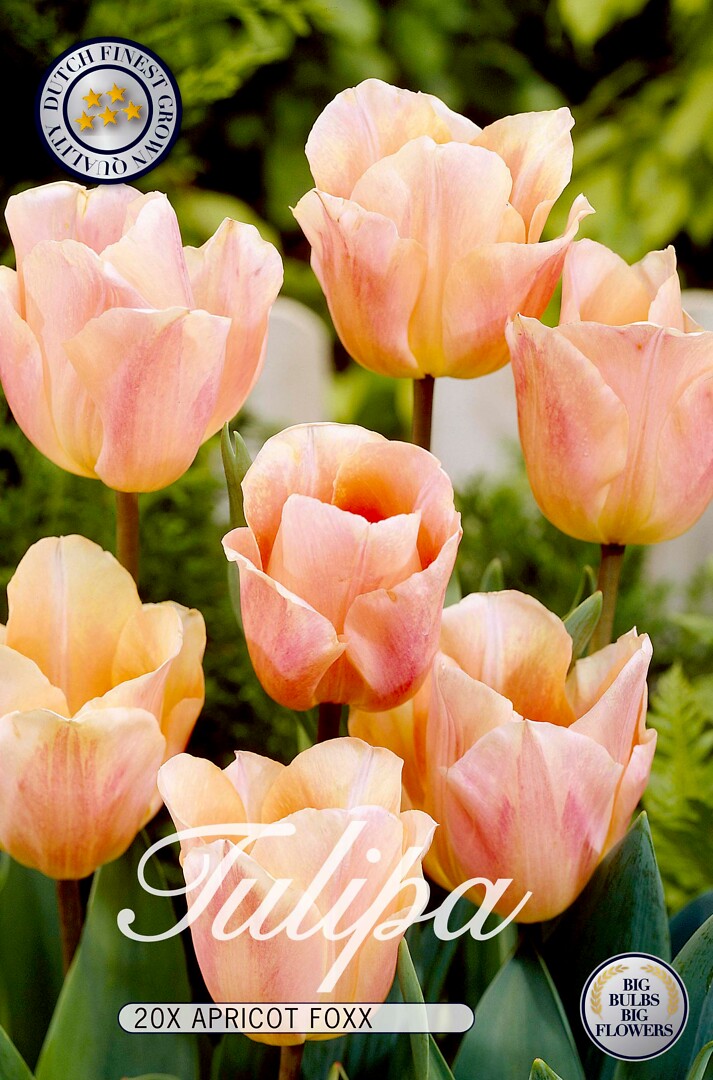 Tulipa Apricot Foxx