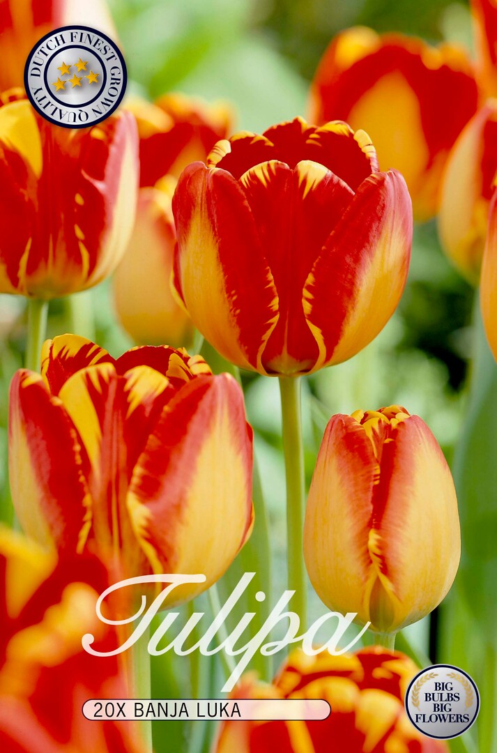 Tulipa Banja Luka