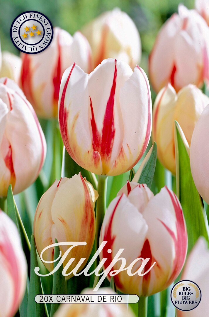 Tulipa Carnaval De Rio
