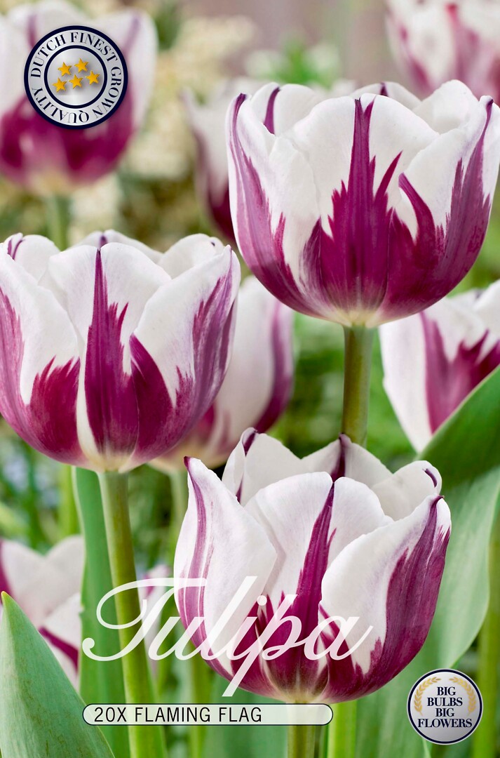 Tulipa Flaming Flag