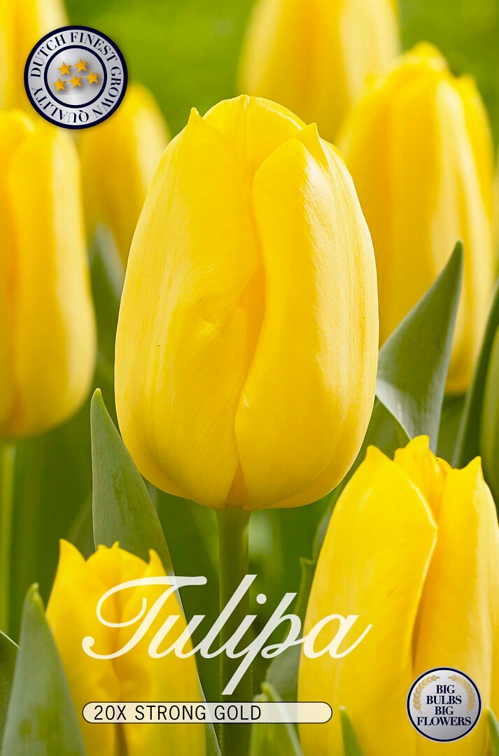 Tulipa Strong Gold