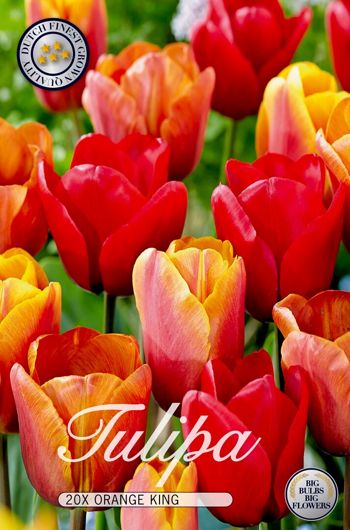 Tulipa Orange King