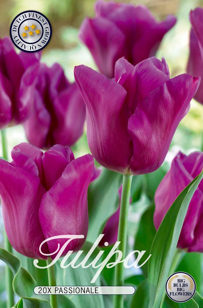 Tulipa Passionale